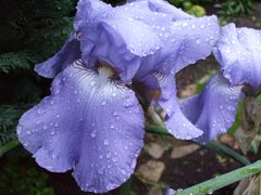 Iris (Schwertlilie)