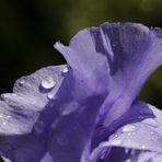 Iris (Schwertlilie)