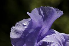 Iris (Schwertlilie)