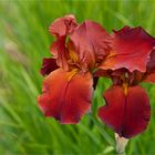 Iris (Schwertlilien)