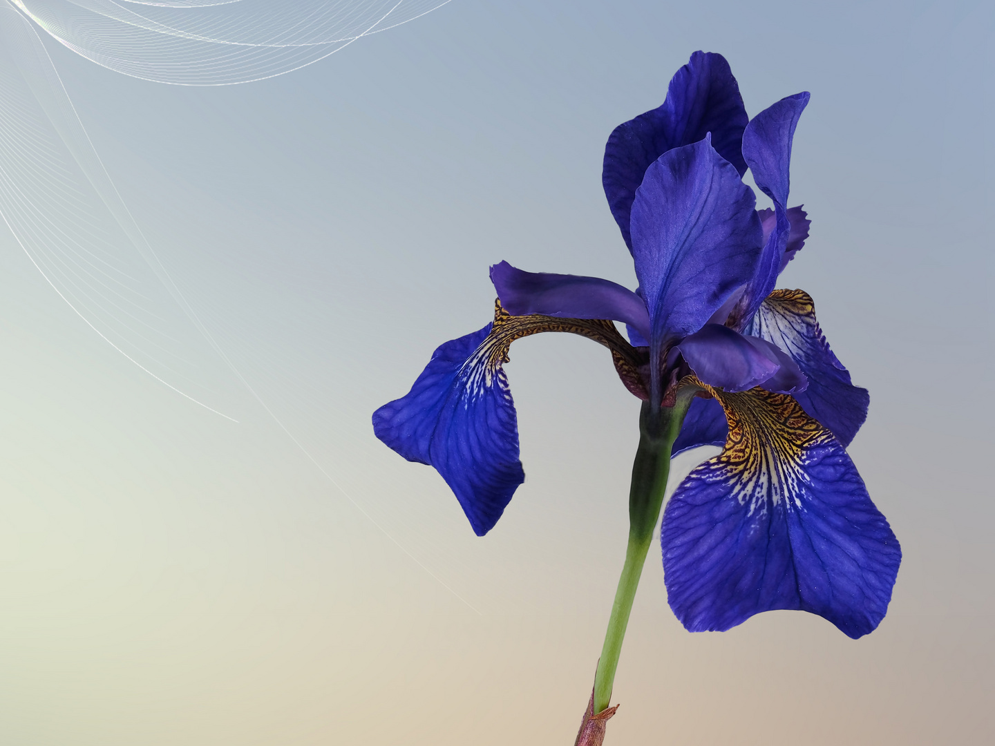  Iris (Schwertlilien)