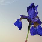  Iris (Schwertlilien)
