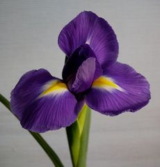 Iris / Schwertliliengewächs