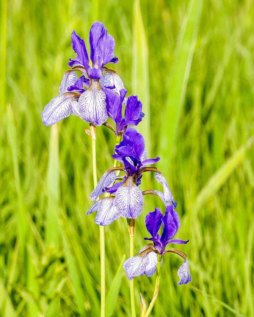 Iris sibirica