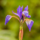 Iris Sibirica