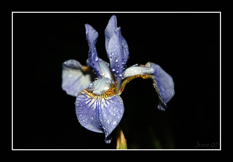 Iris sibirica