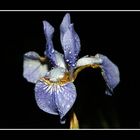 Iris sibirica