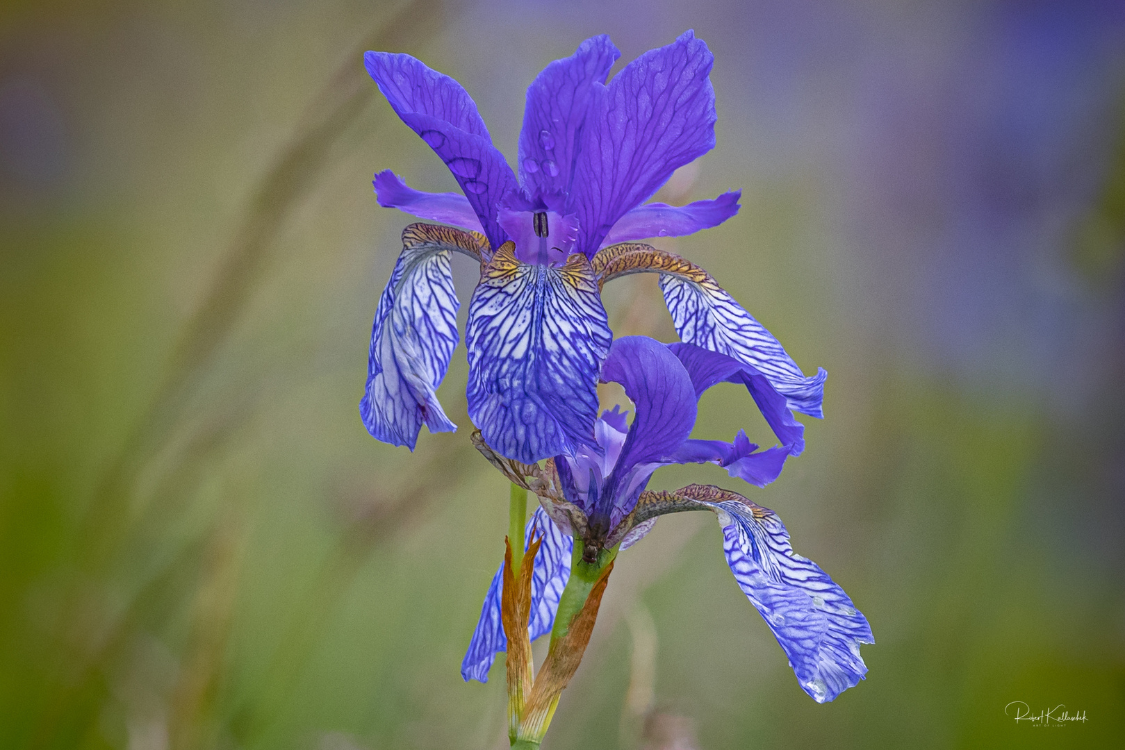 Iris sibirica