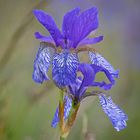 Iris sibirica