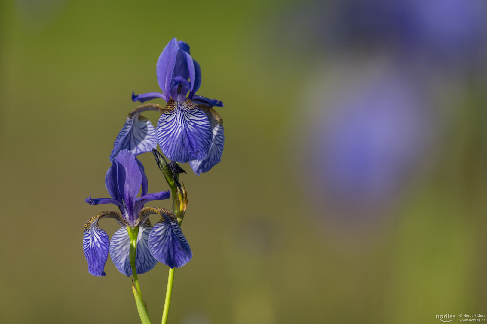 Iris sibirica