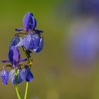 Iris sibirica