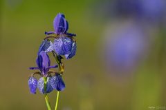 Iris sibirica