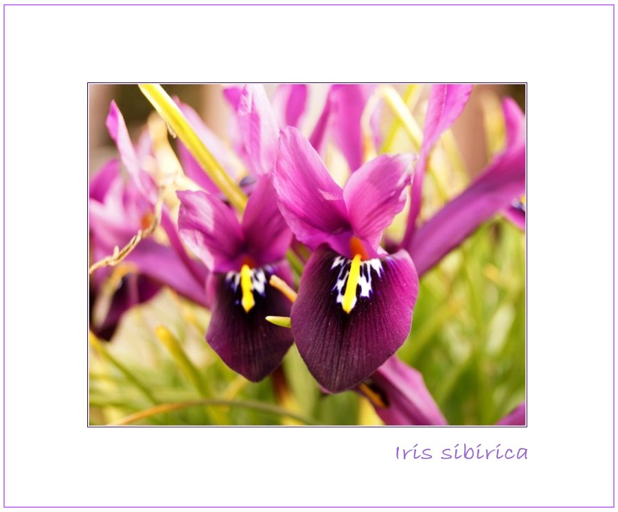 Iris sibirica