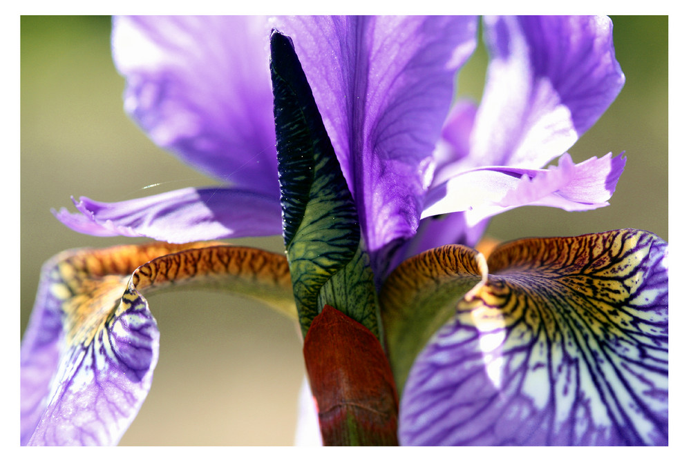 Iris sibirica