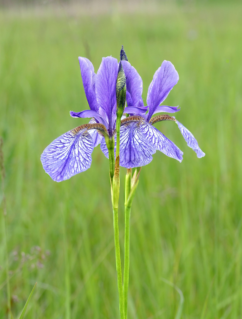 Iris sibirica