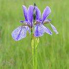 Iris sibirica