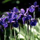 Iris Sibirica