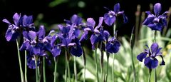 Iris Sibirica