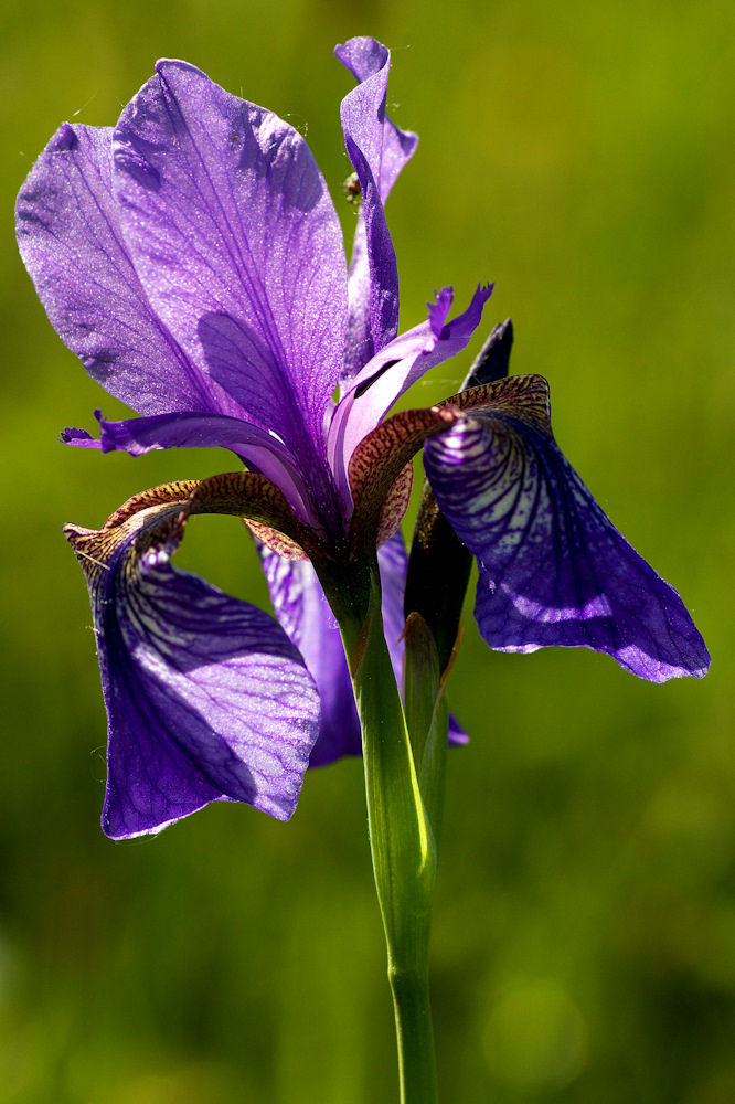 Iris sibirica