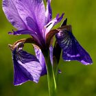 Iris sibirica