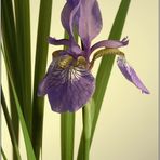 Iris sibirica