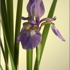 Iris sibirica