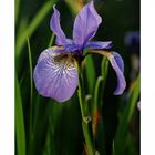 Iris sibirica