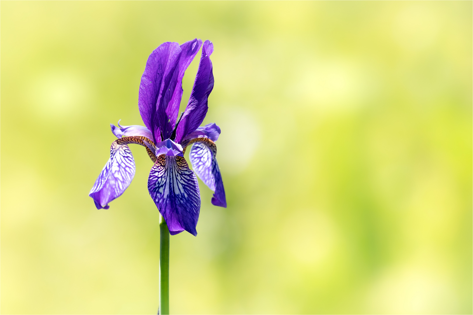 Iris sibirica