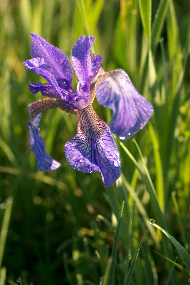 Iris sibirica