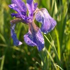 Iris sibirica