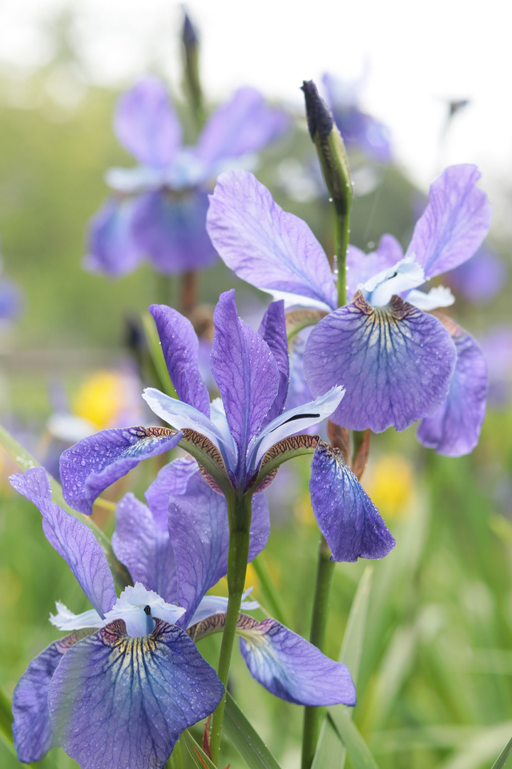 Iris sibirica Foto & Bild pflanzen, pilze & flechten, blüten