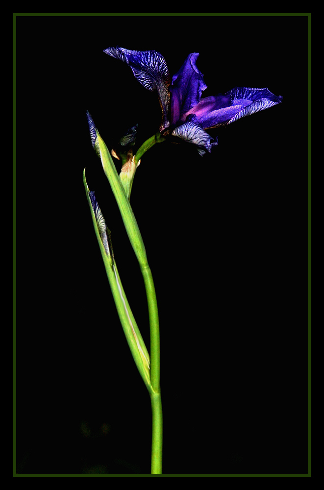 Iris sibirica