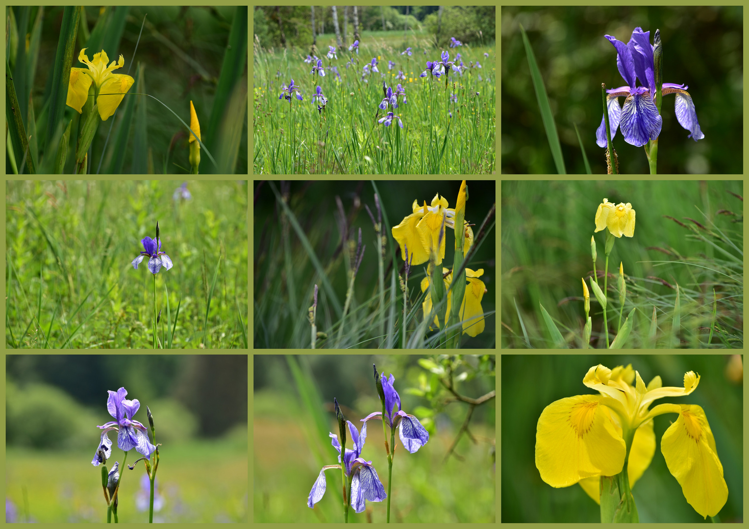 Iris Sibirica 