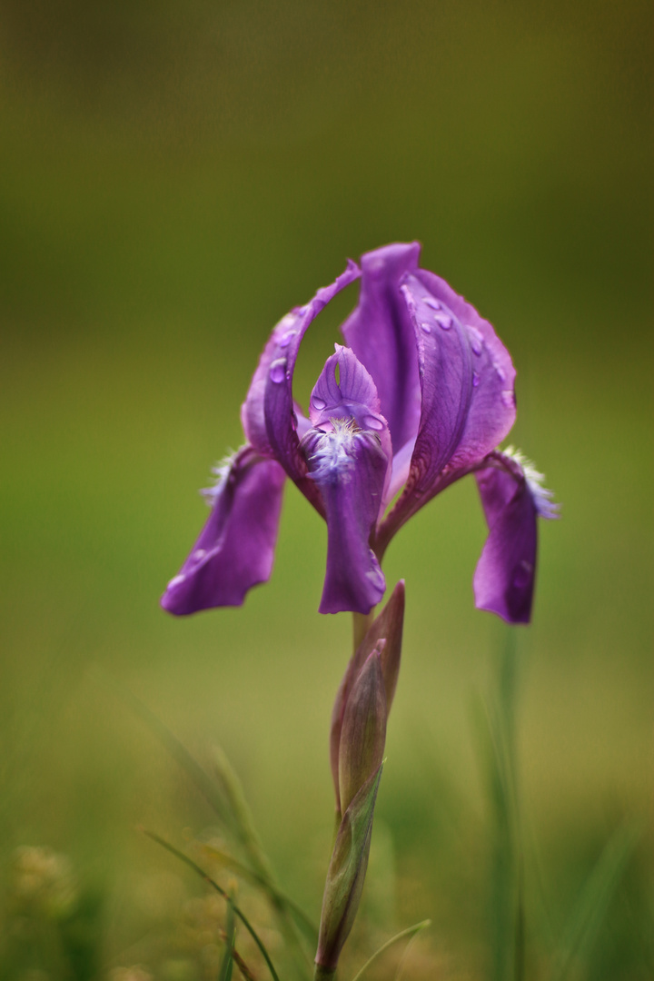 iris sibirica Foto & Bild natur, pflanzen, blüten Bilder auf