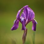 iris sibirica