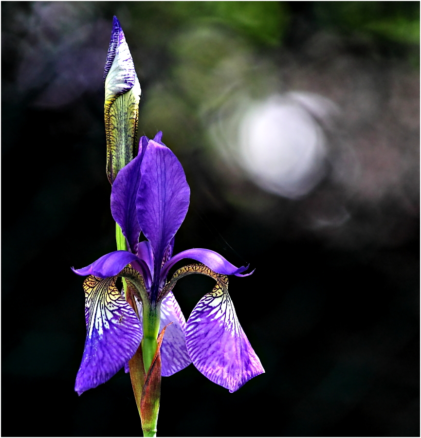 Iris sibirica