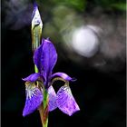 Iris sibirica