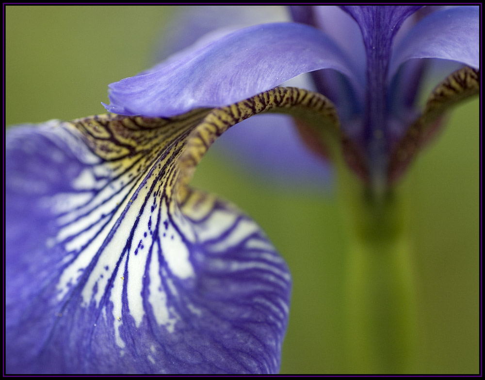 Iris sibirica 'Dreaming spire'