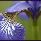 Iris sibirica 'Dreaming spire'
