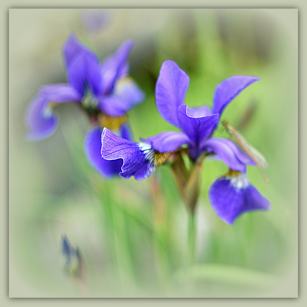... Iris sibirica ...