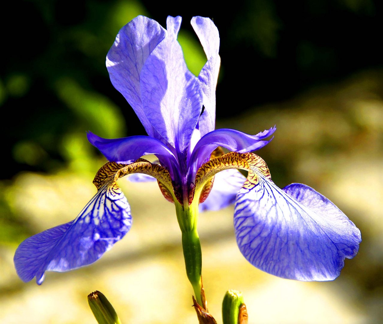 Iris sibirica