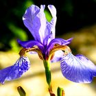 Iris sibirica