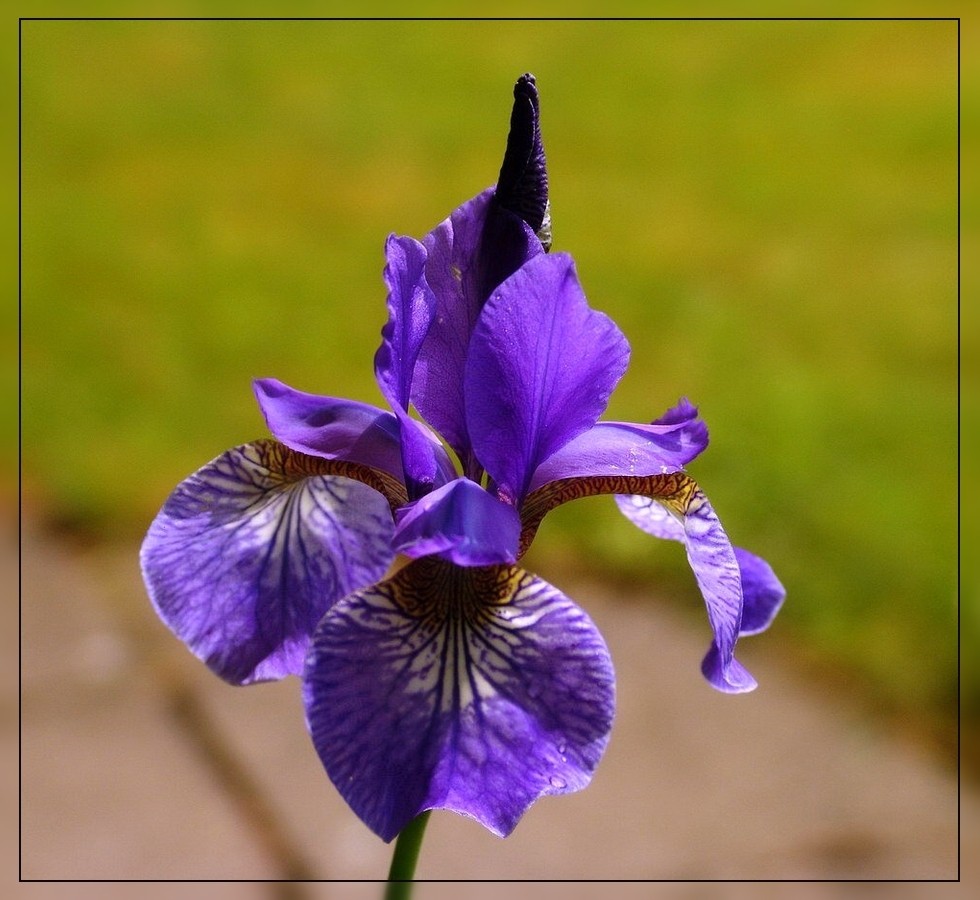 Iris sibirica !