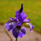 Iris sibirica !