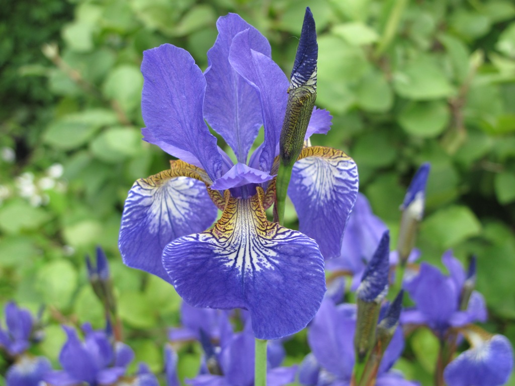 Iris sibirica