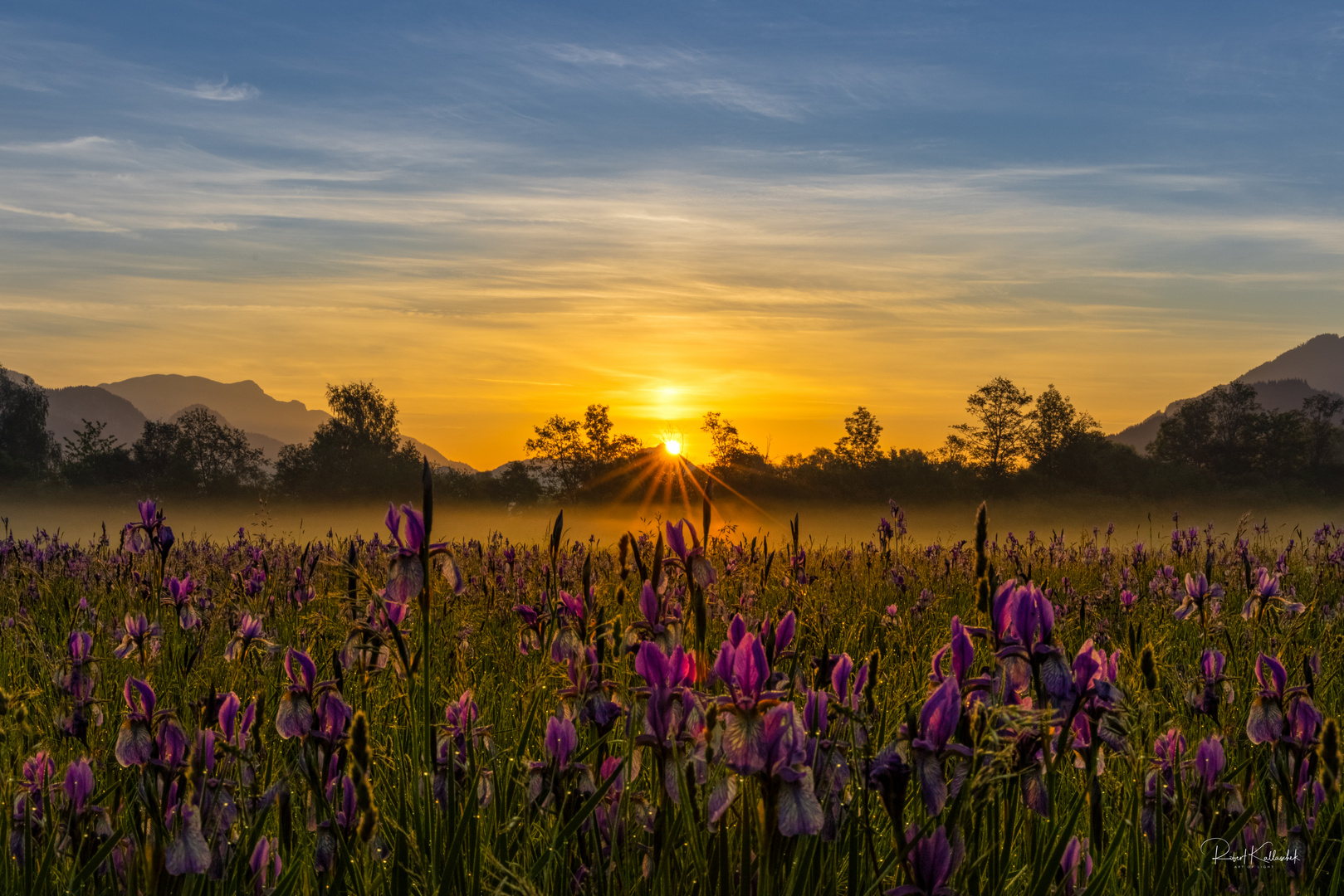 Iris Sibirica im Morgengrauen