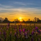 Iris Sibirica im Morgengrauen