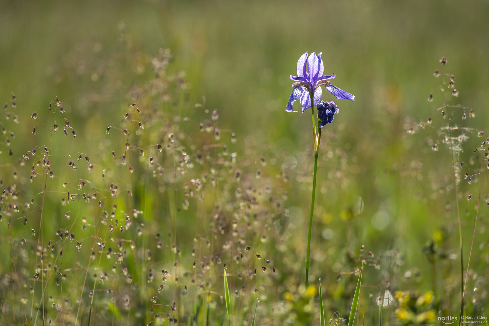 Iris sibirica in the field