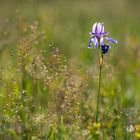 Iris sibirica in the field