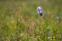 Iris sibirica in the field